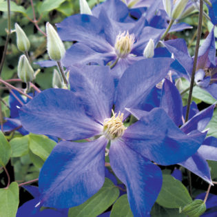 Image of Hydrangea petiolaris miranda blue