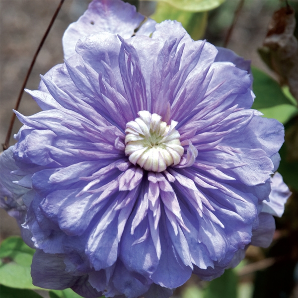 Blue Light - Horticultural