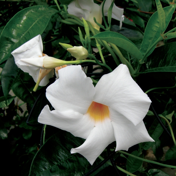Mandevilla suaveolens HARDY MANDEVILLA VINE White Flowers SEEDS! 