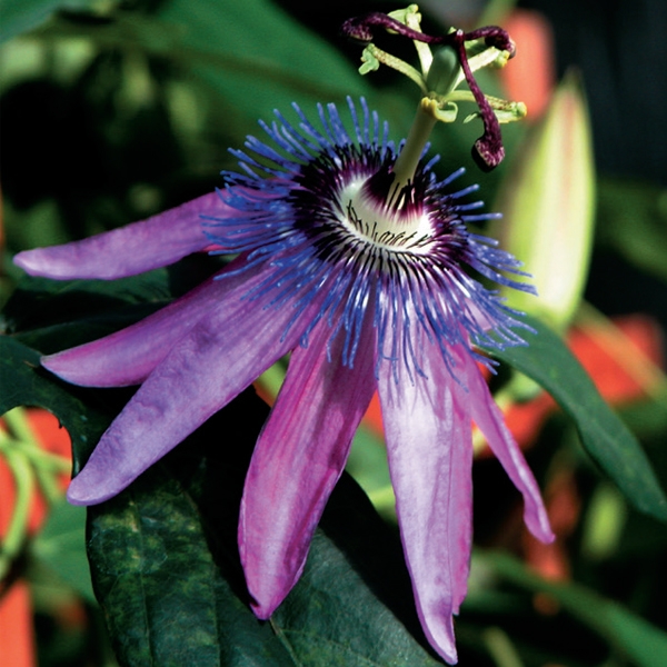Passiflora Lavender Lady - Clearview Horticultural Products